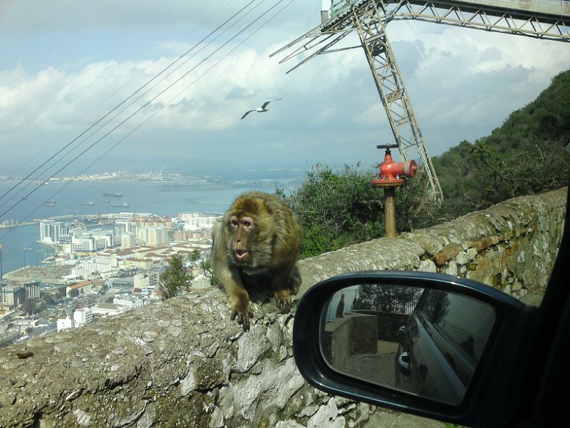 Affenfelsen Gibraltar